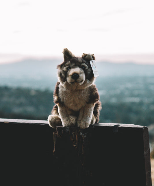 Swedish Vallhund Plush