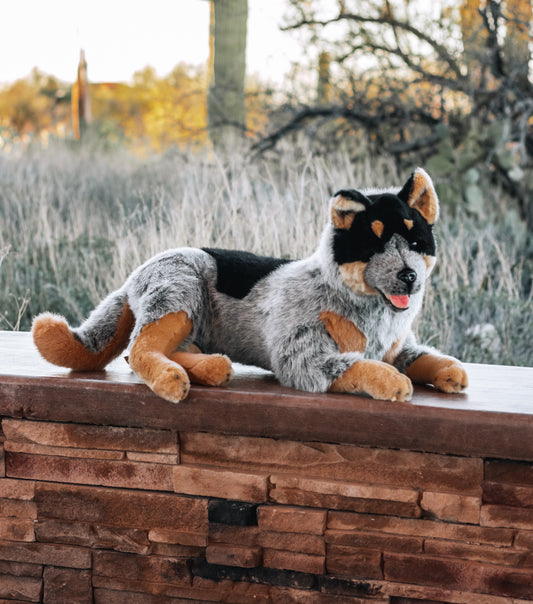 Bocchetta - Australian Cattle Dog Size 62cm/24"