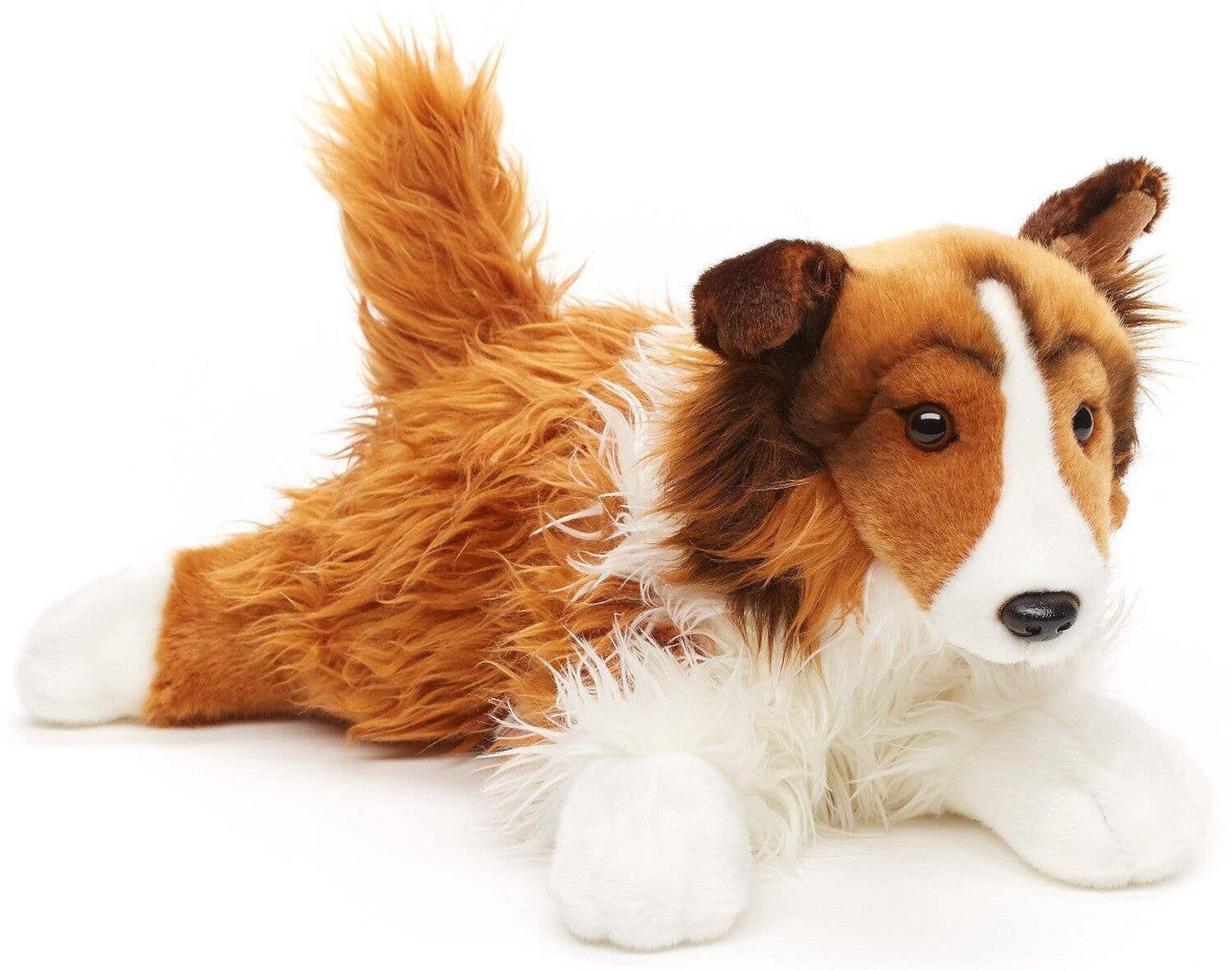 Longhair collie lying down - face white-brown - 41 cm (length)