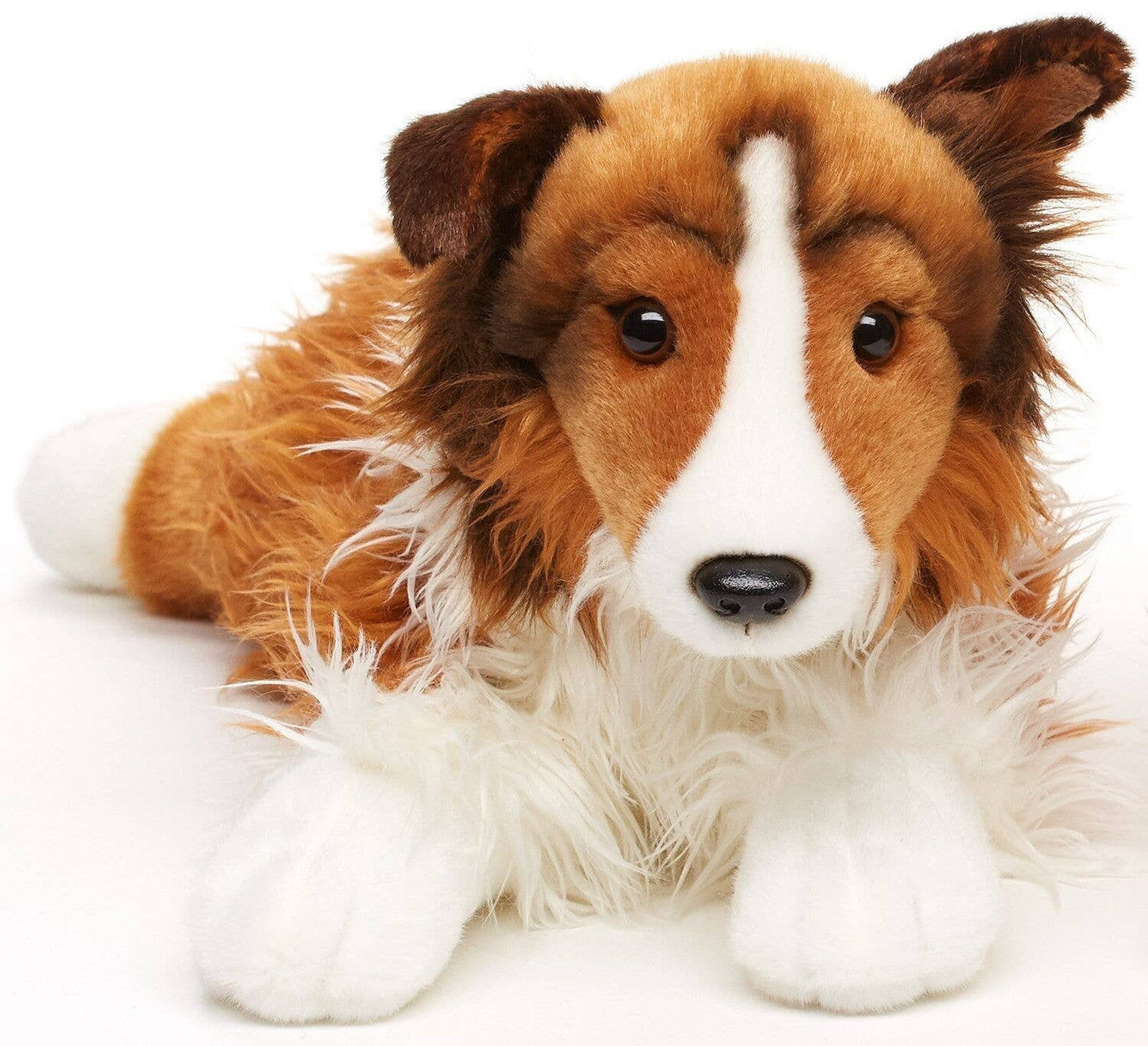 Longhair collie lying down - face white-brown - 41 cm (length)