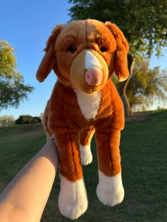 Juno the Nova Scotia Duck Tolling Retriver, 22in